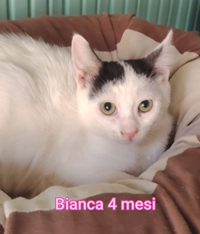 ADOTTA UN GATTINO - media 5