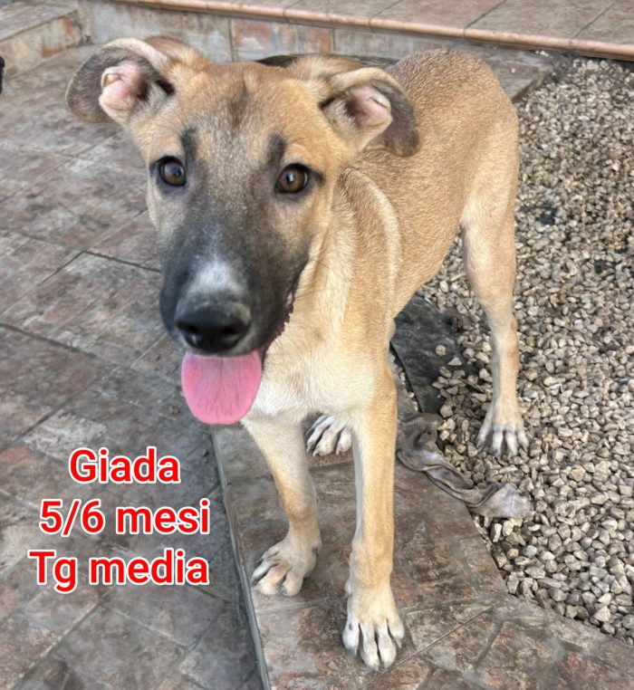 Salva un cucciolo! - media 6