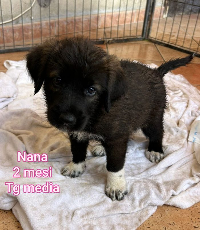 Salva un cucciolo! - media 7