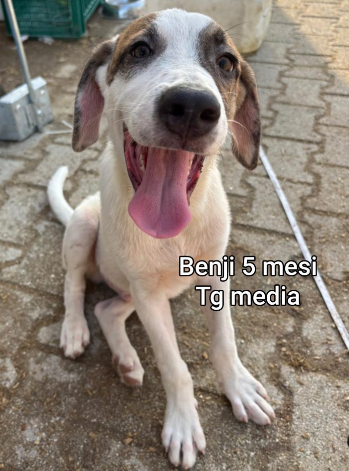 Salva un cucciolo! - media 9