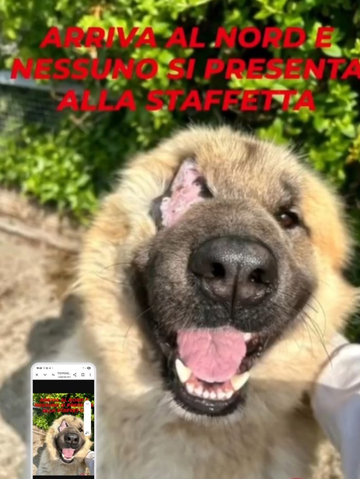 Mix Pastore dei Carpazi 3anni gli manca 1occhio salito quasi 2anni fa VOGHERA  PV