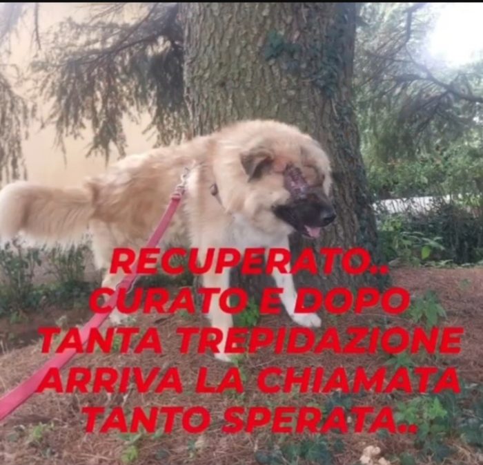 Mix Pastore dei Carpazi 3anni gli manca 1occhio salito quasi 2anni fa VOGHERA  PV - media 6