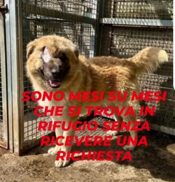 Mix Pastore dei Carpazi 3anni gli manca 1occhio salito quasi 2anni fa VOGHERA  PV