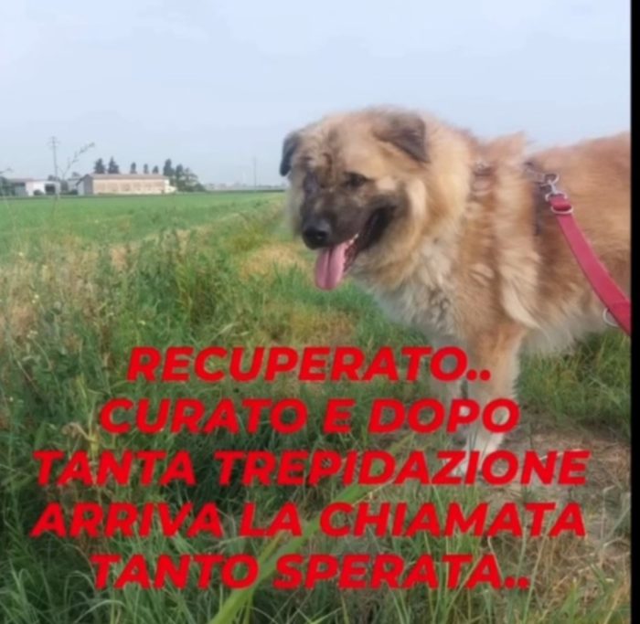 Mix Pastore dei Carpazi 3anni gli manca 1occhio salito quasi 2anni fa VOGHERA  PV