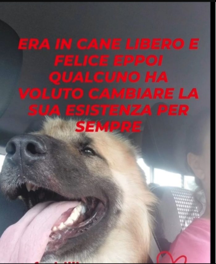 Mix Pastore dei Carpazi 3anni gli manca 1occhio salito quasi 2anni fa VOGHERA  PV - media 5