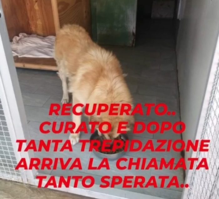 Mix Pastore dei Carpazi 3anni gli manca 1occhio salito quasi 2anni fa VOGHERA  PV - media 4