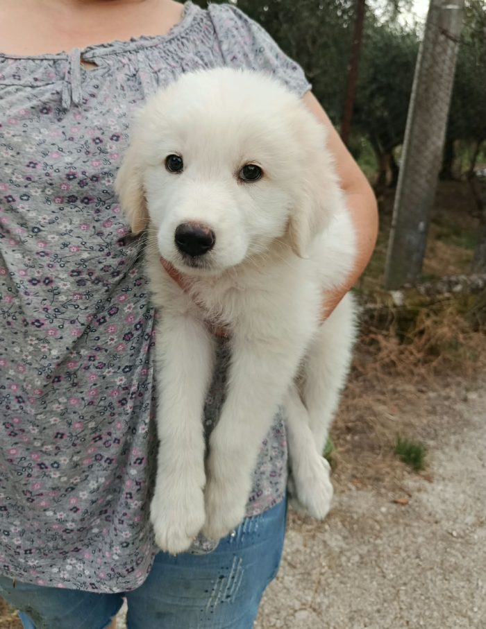 Leone cucciolo mix maremmano