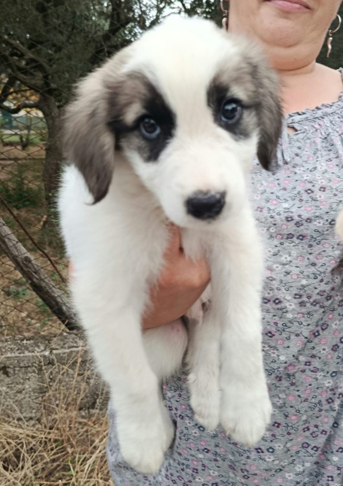 Lupin cucciolo mix maremmano