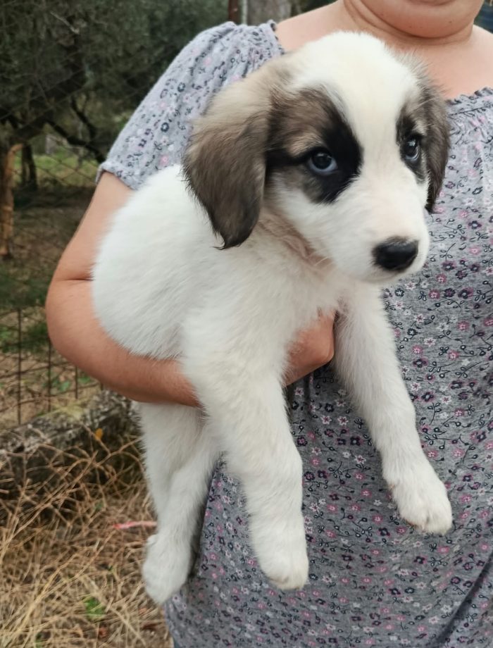 Lupin cucciolo mix maremmano
