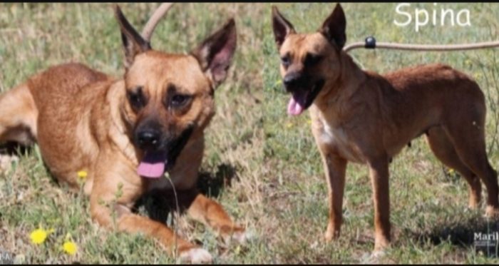Spina 9anni simil lupetta mignon ROMA