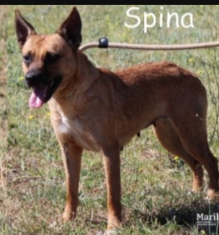 Spina 9anni simil lupetta mignon ROMA