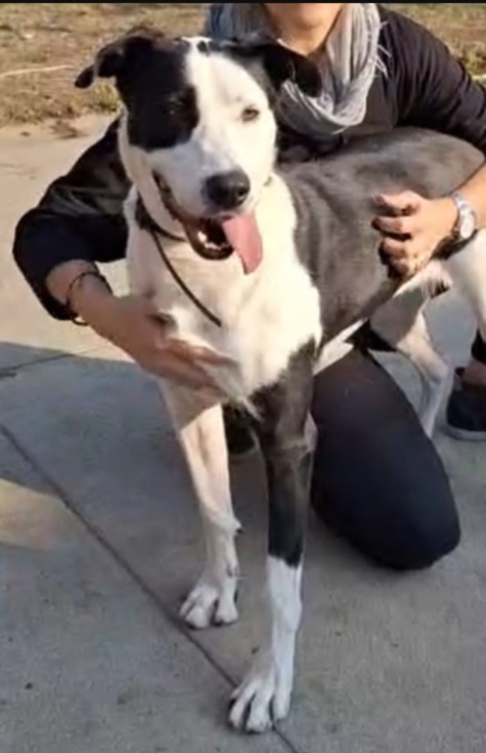 Teky simil Amstaff 5anni ..4anni di appelli imvani.CREMONA
