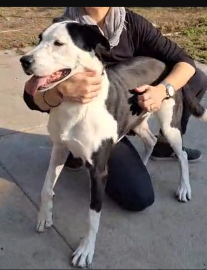 Teky simil Amstaff 5anni ..4anni di appelli imvani.CREMONA