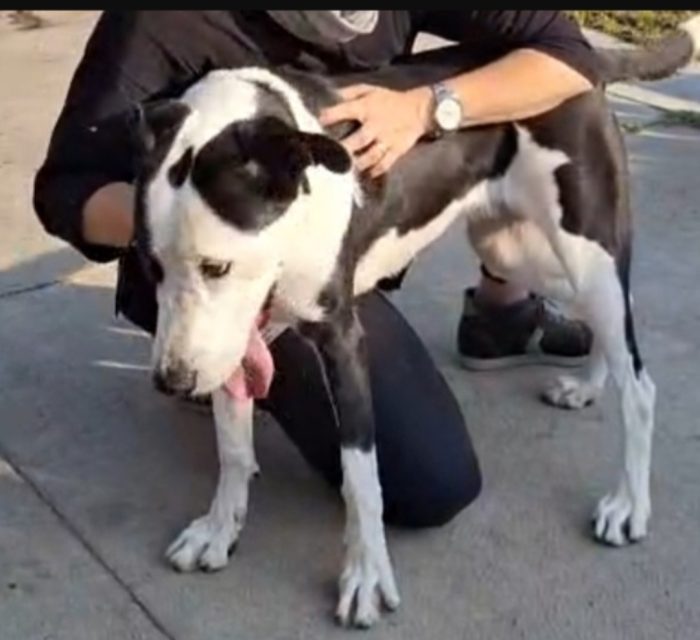 Teky simil Amstaff 5anni ..4anni di appelli imvani.CREMONA - media 7