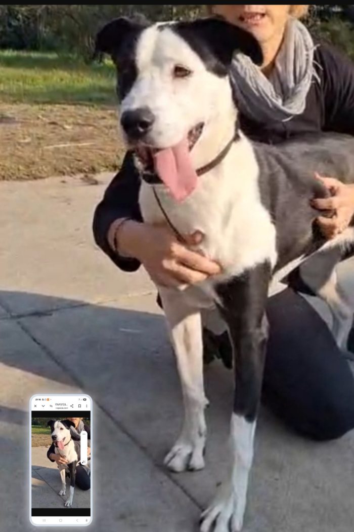 Teky simil Amstaff 5anni ..4anni di appelli imvani.CREMONA