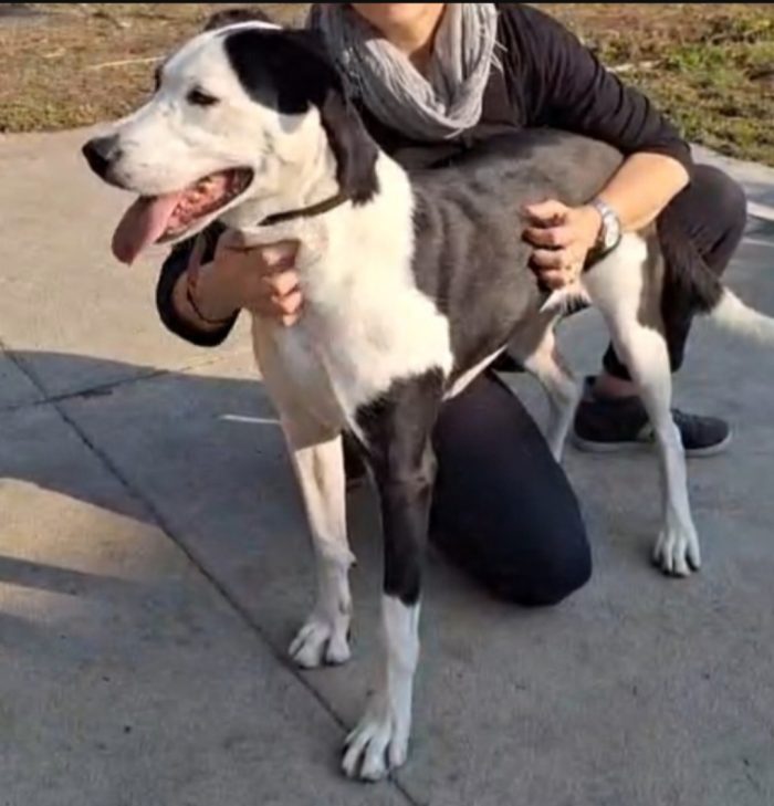Teky simil Amstaff 5anni ..4anni di appelli imvani.CREMONA - media 5