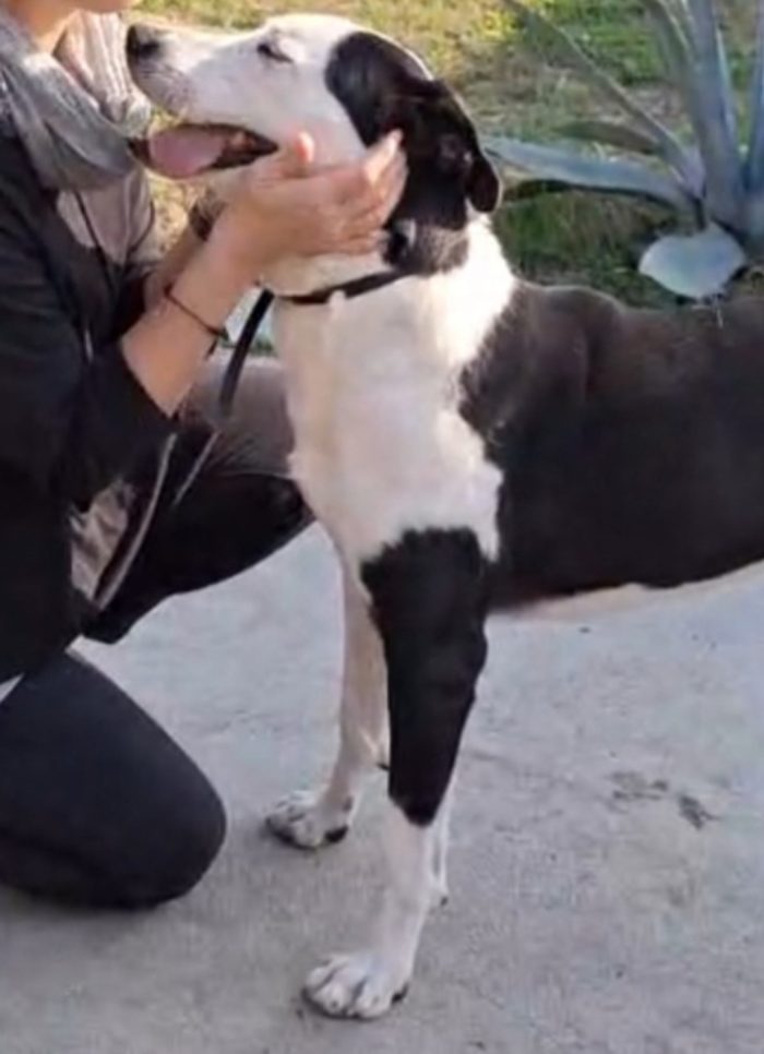 Teky simil Amstaff 5anni ..4anni di appelli imvani.CREMONA - media 6