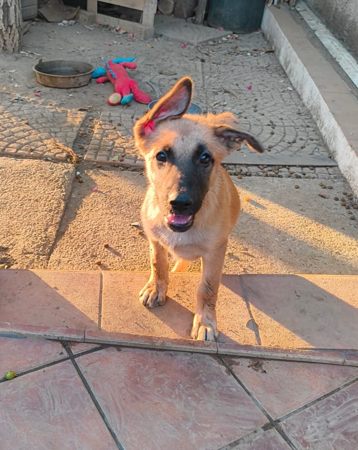 Karen splendida cucciolotta mix pastore tedesco cerca casa