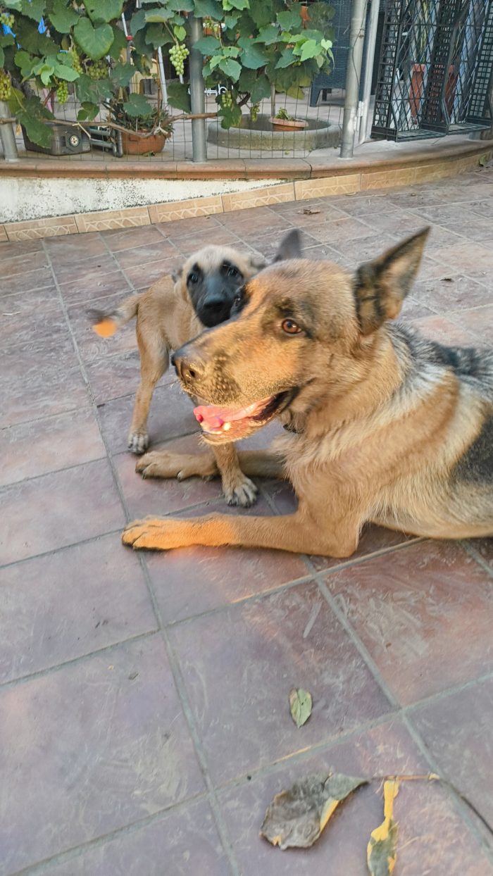 Karen splendida cucciolotta mix pastore tedesco cerca casa