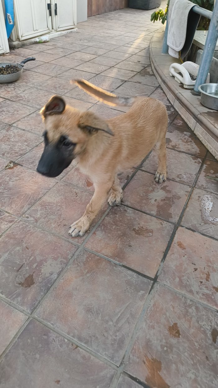 Karen splendida cucciolotta mix pastore tedesco cerca casa