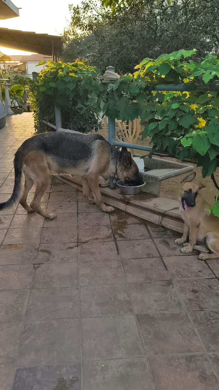 Karen splendida cucciolotta mix pastore tedesco cerca casa - media 4