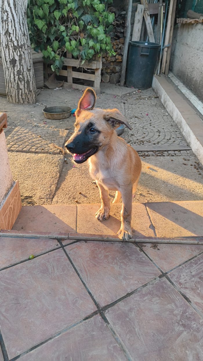 Karen splendida cucciolotta mix pastore tedesco cerca casa - media 5
