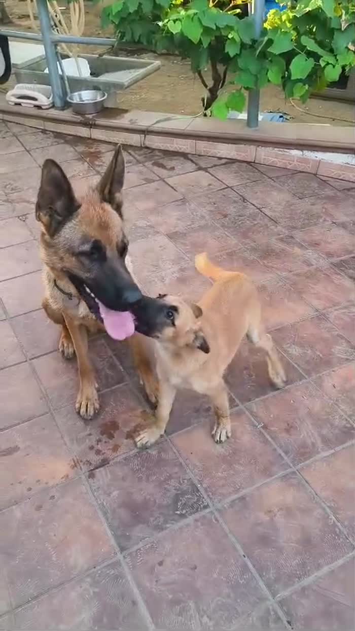 Karen splendida cucciolotta mix pastore tedesco cerca casa - media 7