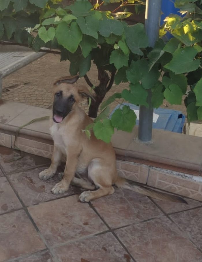 Karen splendida cucciolotta mix pastore tedesco cerca casa - media 6