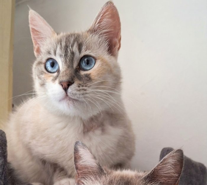 Perla, occhi azzurri e un cuore dolcissimo