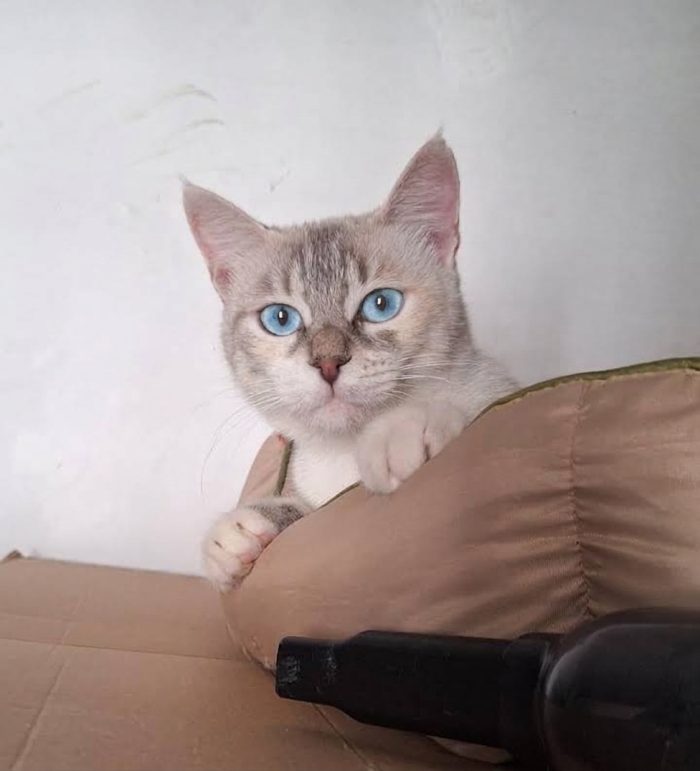 Perla, occhi azzurri e un cuore dolcissimo