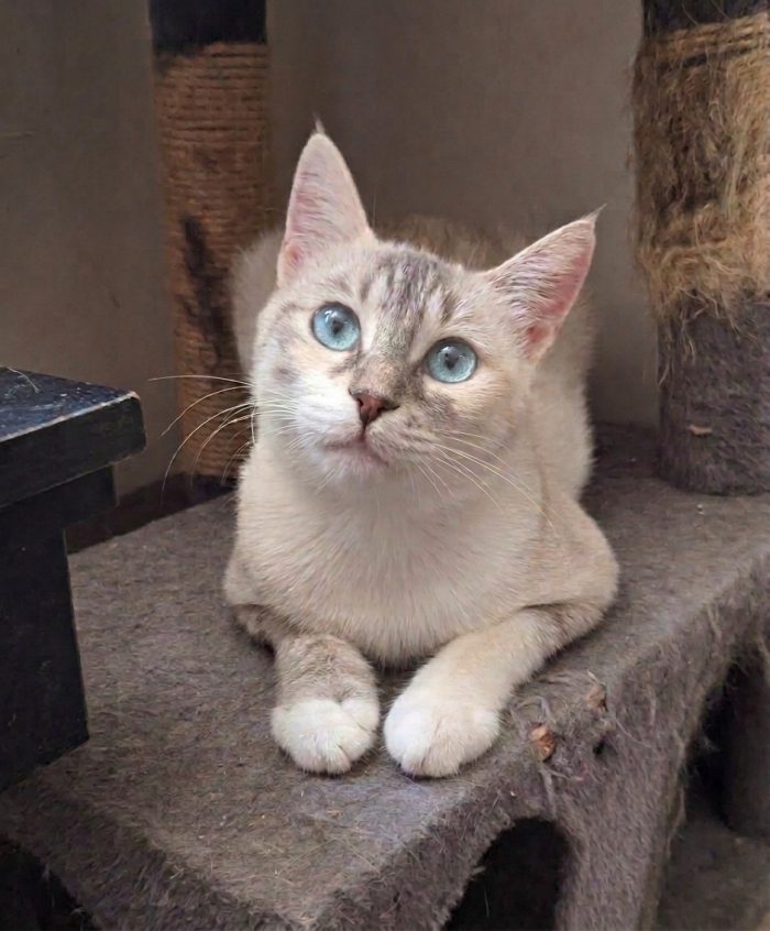 Perla, occhi azzurri e un cuore dolcissimo