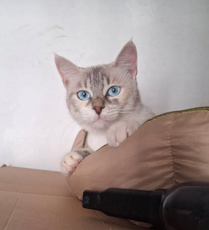 Perla, dolcissima e bellissima