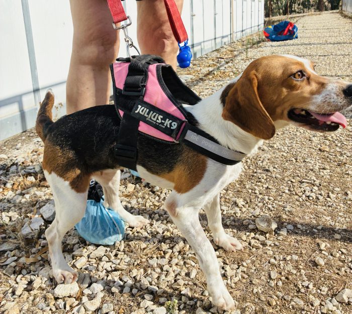 Un AMORE di Beagle