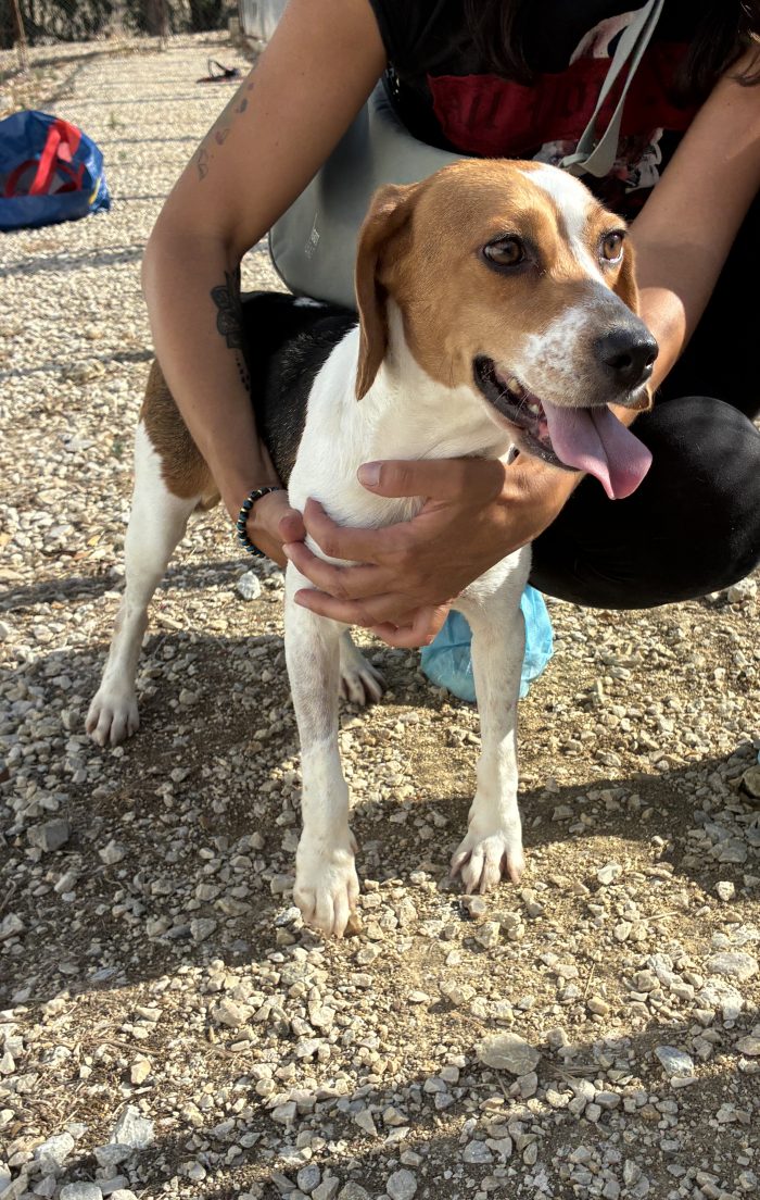 Un AMORE di Beagle