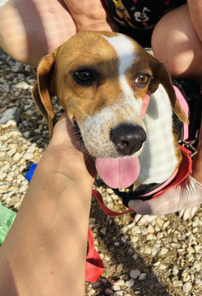 Un AMORE di Beagle