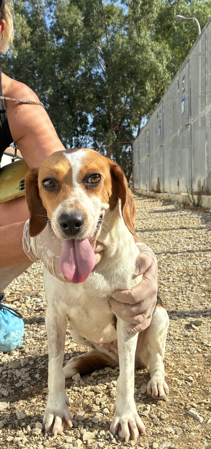Un AMORE di Beagle - media 4