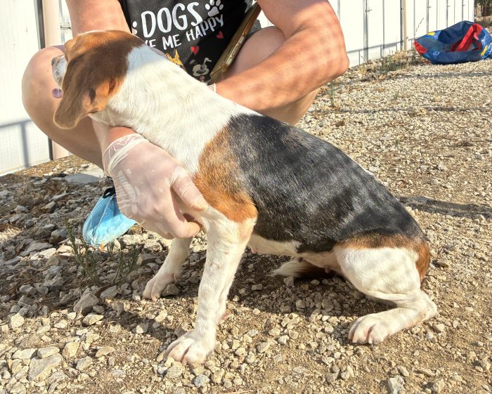 Un AMORE di Beagle - media 5