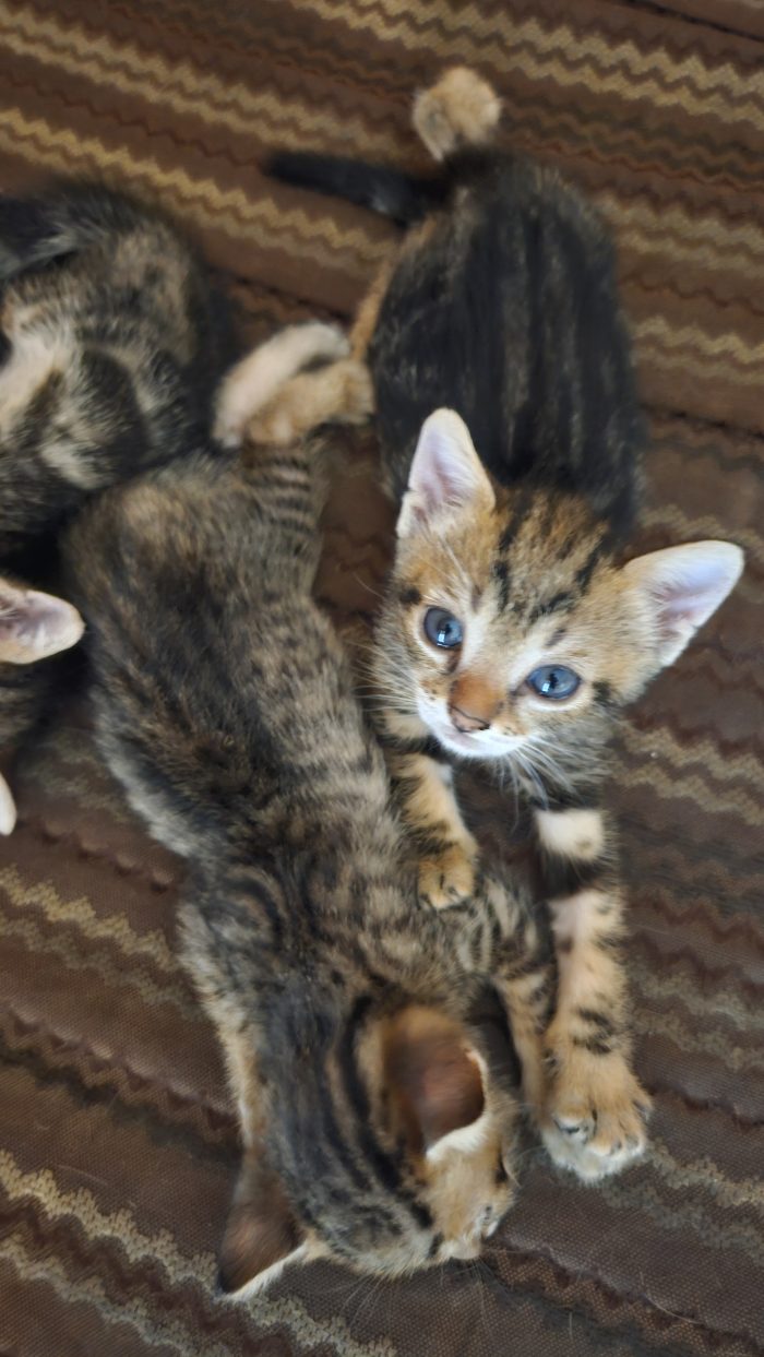 Cuccioli cercano famiglia