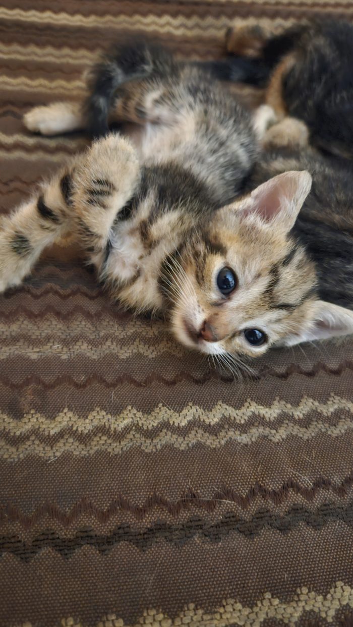 Cuccioli cercano famiglia