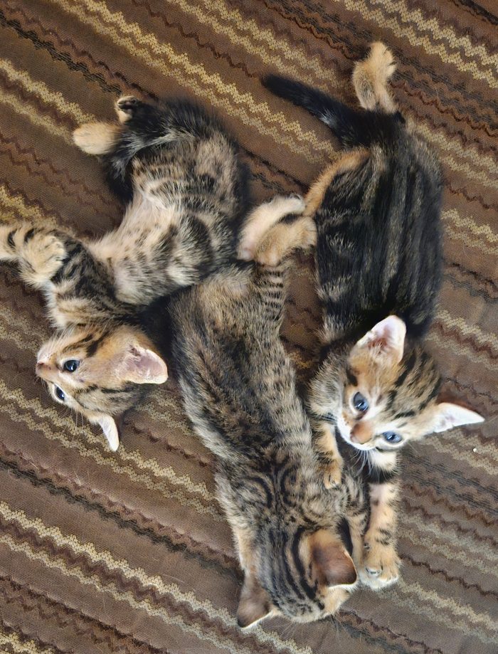 Cuccioli cercano famiglia
