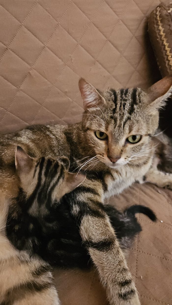 Cuccioli cercano famiglia - media 5