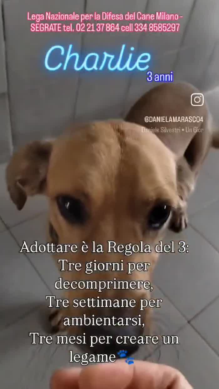 CHARLIE TENERO PICCOLINO
