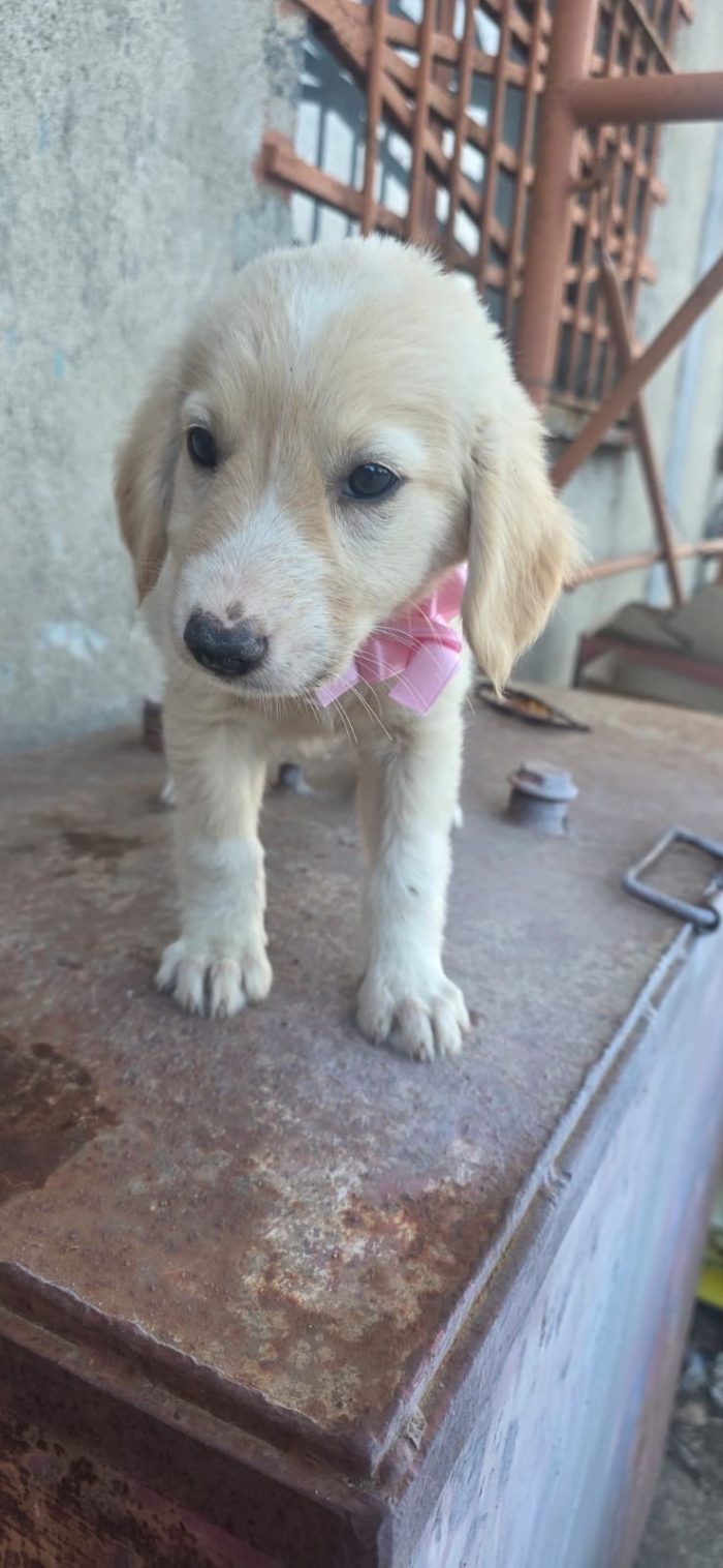 Gina splendida dolce cucciola cerca casa