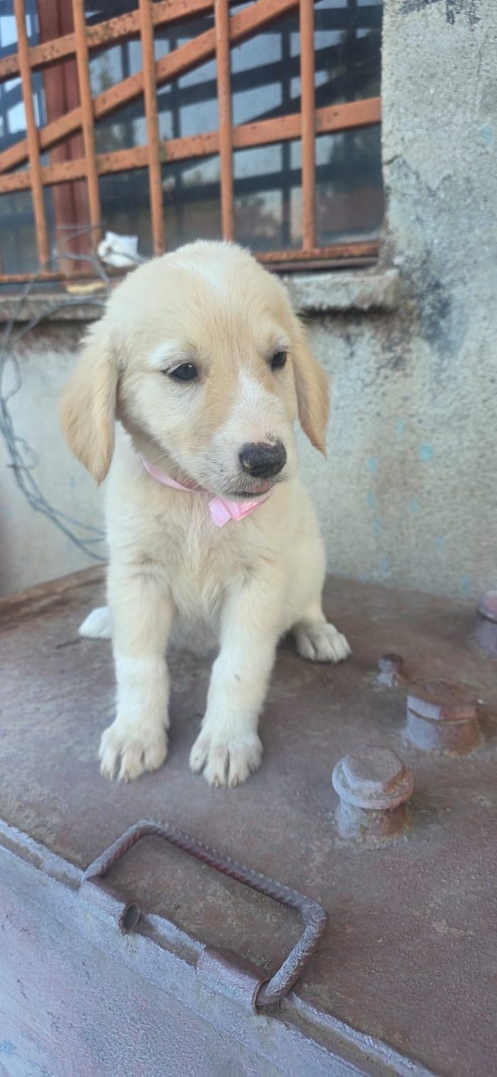 Gina splendida dolce cucciola cerca casa