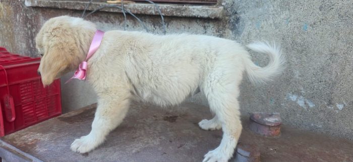 Gina splendida dolce cucciola cerca casa