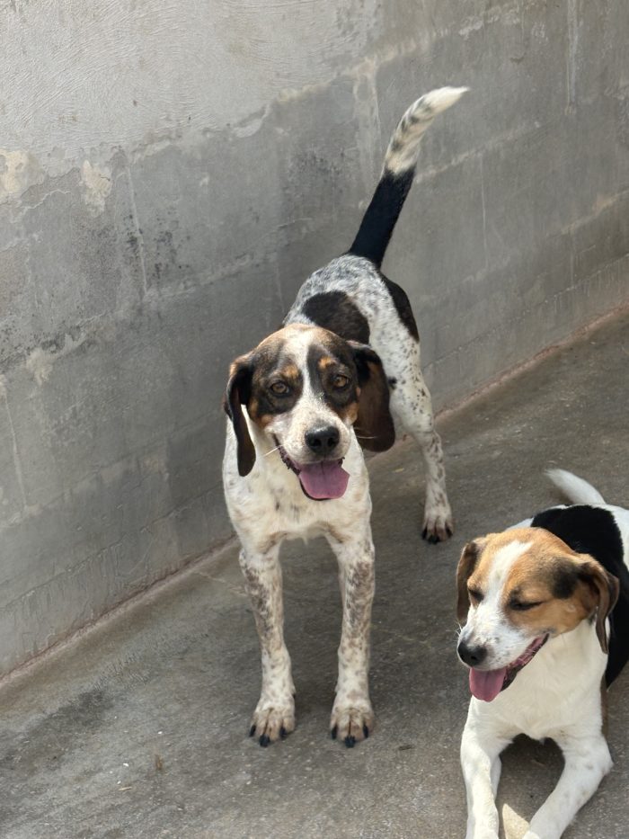 pluto il simil beagle