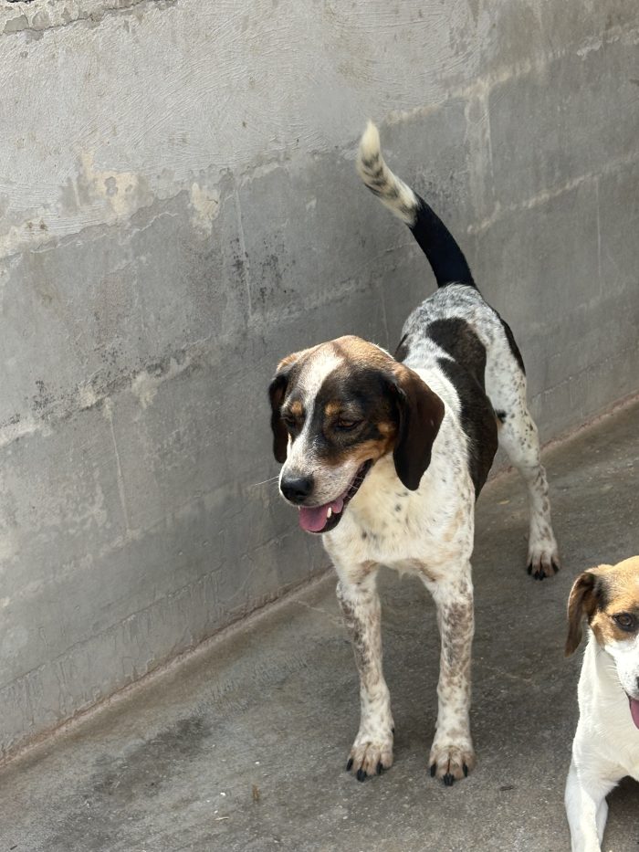 pluto il simil beagle