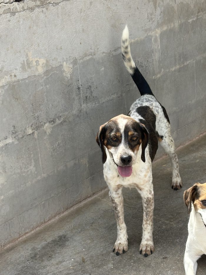 pluto il simil beagle