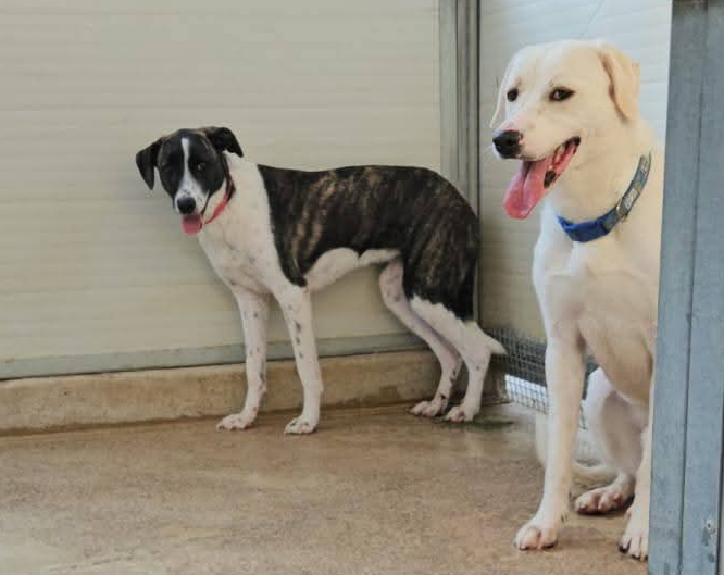 Kira: dolcissima, cerca nuova famiglia