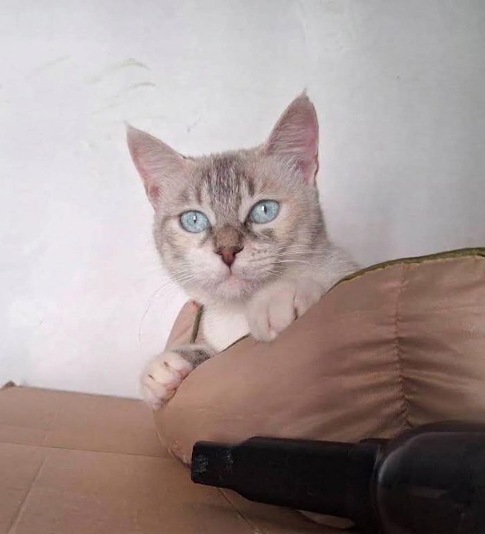 Perla, occhi azzurri e un cuore dolcissimo